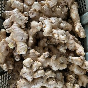 FRESH GINGER