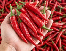 FRESH CHILI