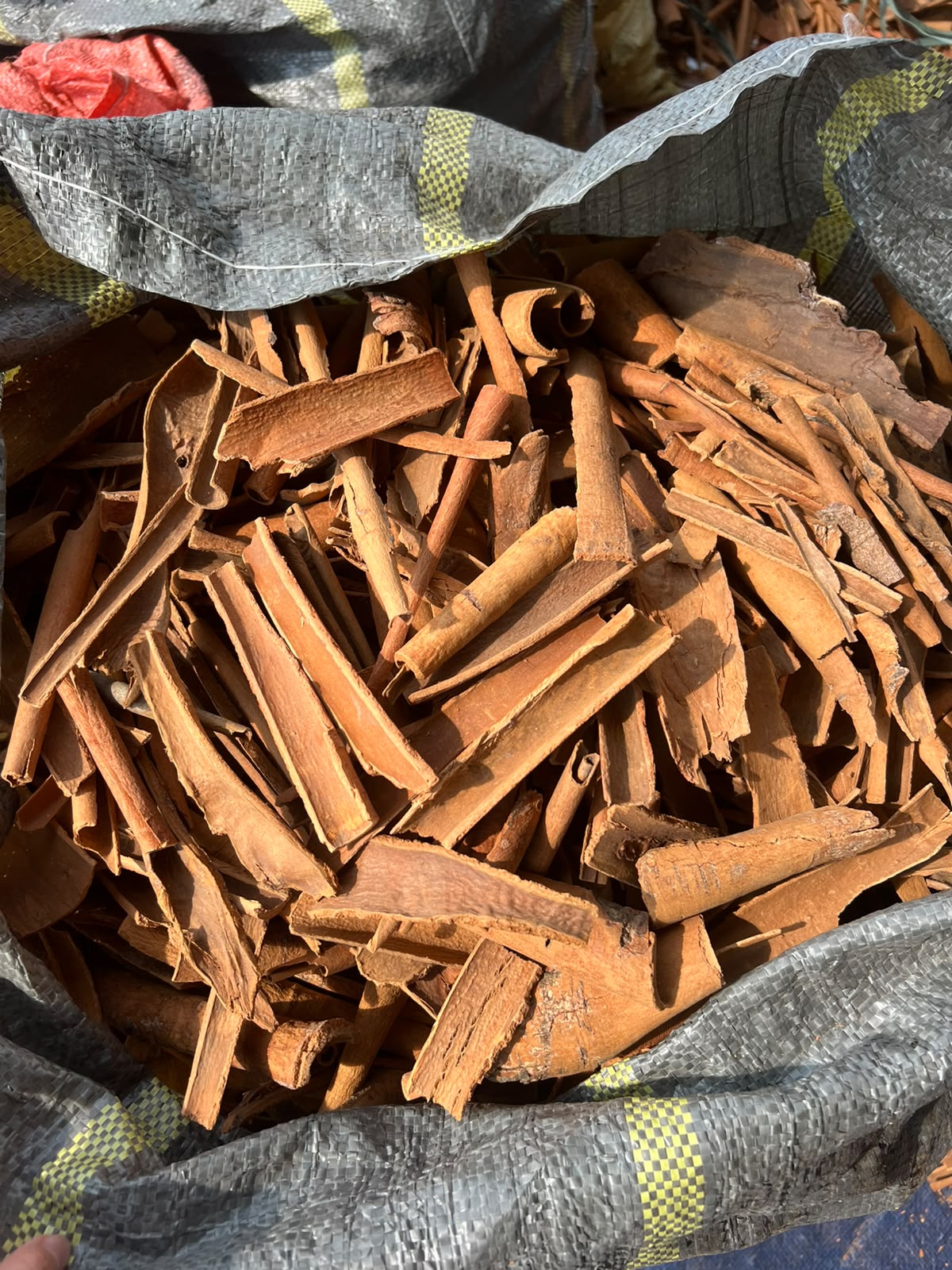 BROKEN CINNAMON