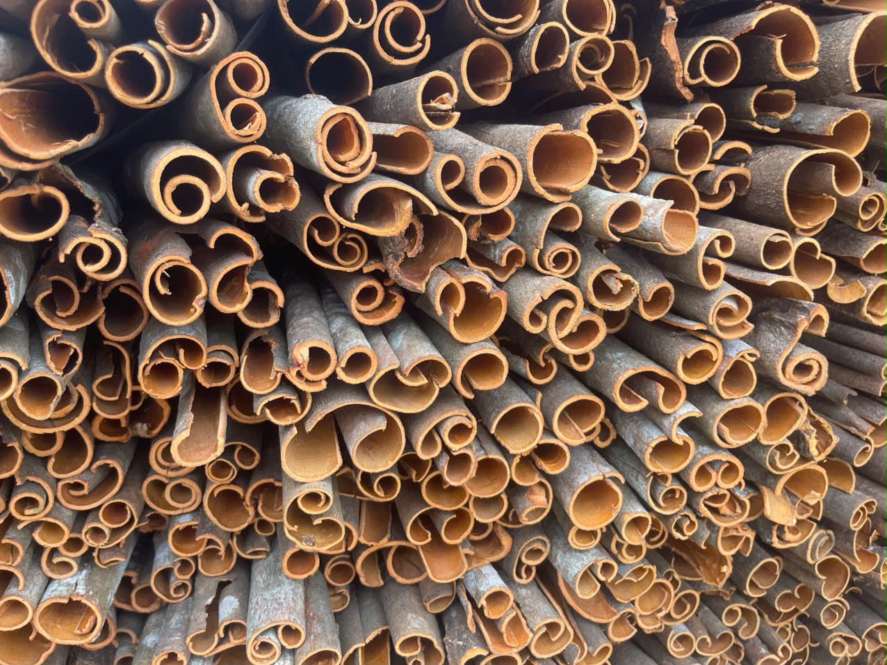 SPLIT CINNAMON